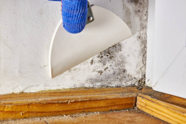 Best Indoor Air Quality Assessment  in Goodhue, MN