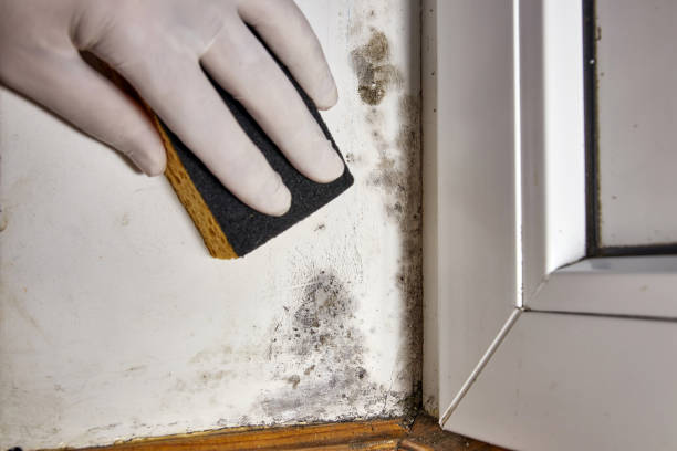 Best Real Estate Mold Inspection  in Goodhue, MN